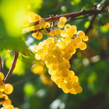 Podere Fichereto Tuscany In Florence Countryside * Scandicci